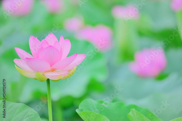 Fototapeta 夏の朝に咲くピンクの蓮