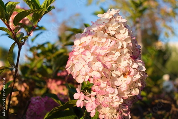 Obraz Pink Hydrangea