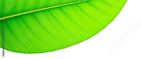 Fototapeta Vibrant green leaf, isolated on pure white background; ample copy space,  summer,  high resolution