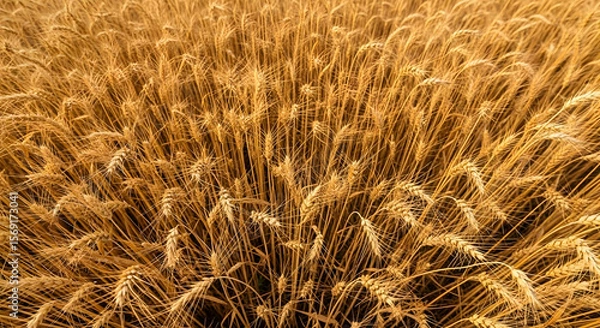 Obraz A dense field of ripe golden wheat, ready for harvest.  The stalks stand tall, their heads heavy with grain, promising a bountiful yield.