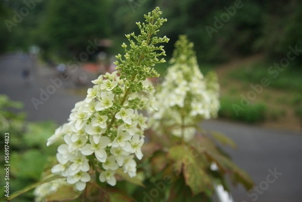 Obraz 白いカシワバアジサイの花