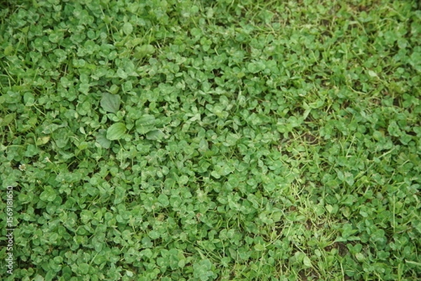 Fototapeta 一面に広がるクローバー
