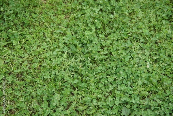 Obraz 一面に広がるクローバー