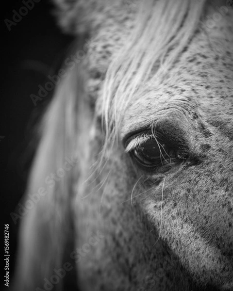 Fototapeta close-up, portrait of a horse, grey horse