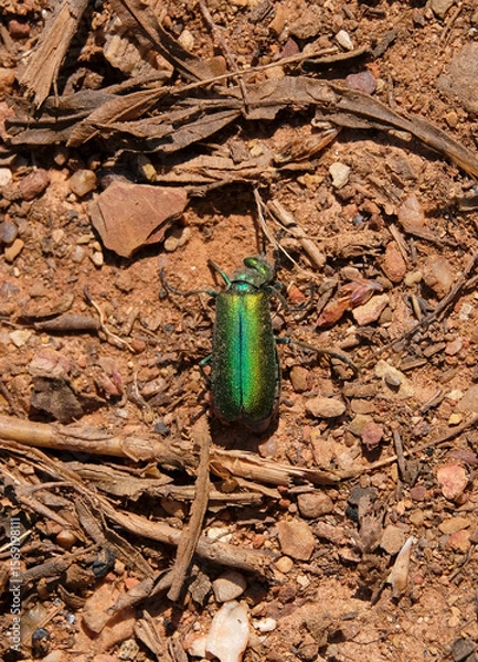 Fototapeta Dusty remains of a green blister beetle