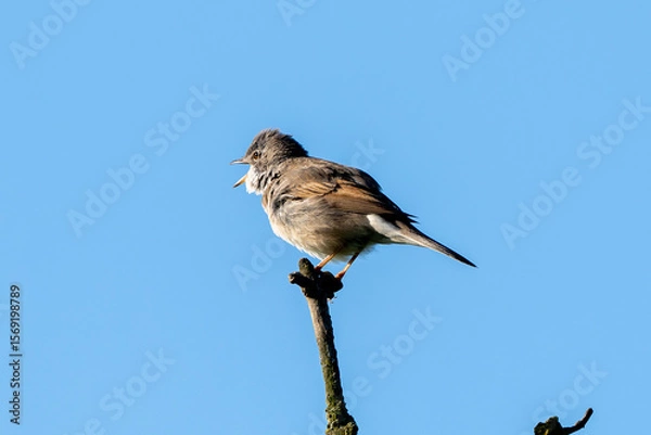 Fototapeta Greater Whitethroat Bird In Action On A Tree