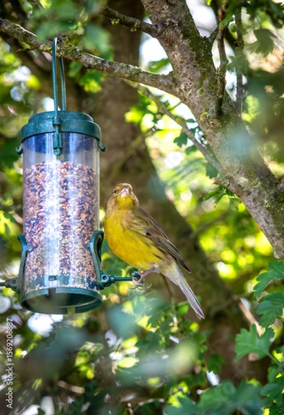 Obraz Oiseau sauvage Verdier Mangeoire graine