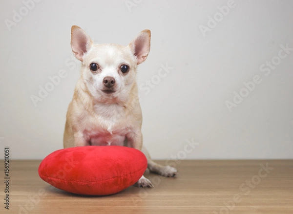 Fototapeta brown Chihuahua dog sitting on wooden floor with red heart shape pillow on white background, looking at camera,.Valentine's day concept.