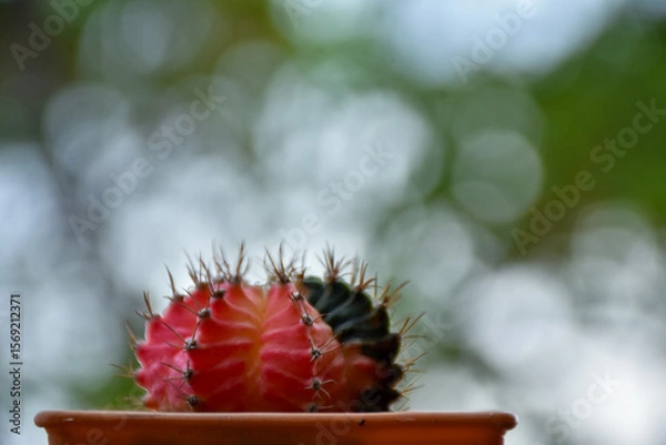 Fototapeta Close up view thorn cactus texture background. Copy space. select and soft focus.
