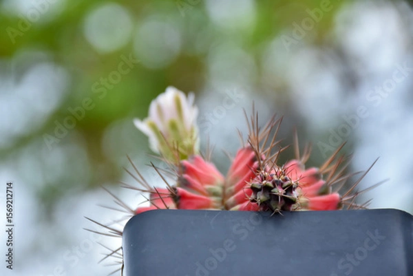 Fototapeta Little cactus on small pot, plant for decoration. Beautiful blooming cactus, selective focus blurred green nature background. Hobby during work from home concept.
