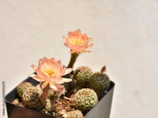 Fototapeta Little cactus on small pot, plant for decoration. Beautiful blooming cactus, selective focus blurred green nature background. Hobby during work from home concept.
