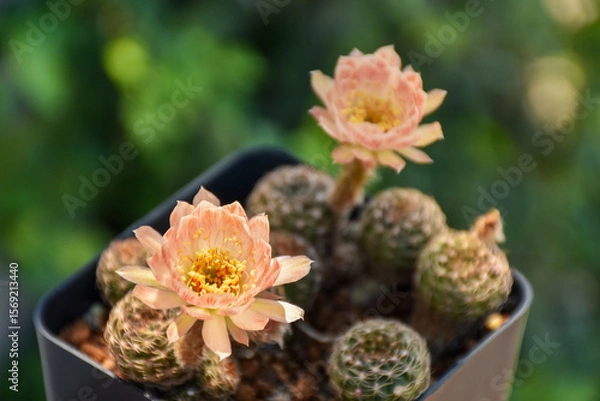 Fototapeta Little cactus on small pot, plant for decoration. Beautiful blooming cactus, selective focus blurred green nature background. Hobby during work from home concept.
