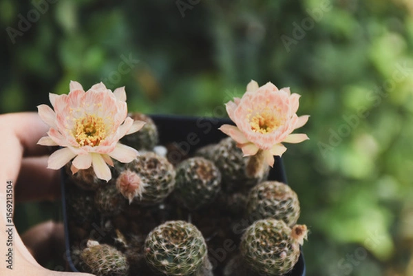 Fototapeta Little cactus on small pot, plant for decoration. Beautiful blooming cactus, selective focus blurred green nature background. Hobby during work from home concept.
