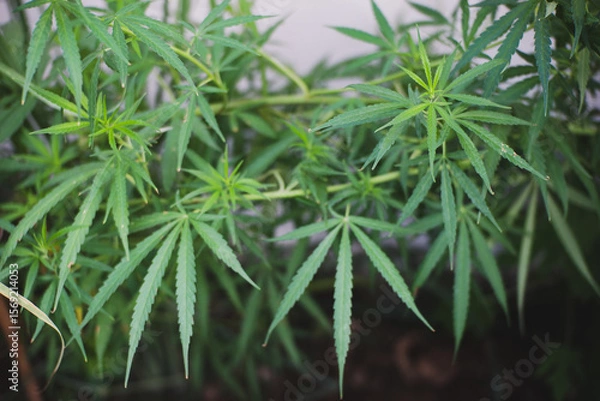 Fototapeta Green marijuana, hemp leaves. Cannabis high quality. Thematic photo to treat patients and drugs against pain. Toned with color filter and soft noise to get old camera effect. Soft focus and blurred.