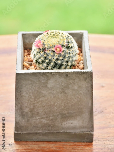 Fototapeta Little cactus on small pot, plant for decoration. Beautiful blooming cactus, selective focus blurred green nature background. Hobby during work from home concept.
