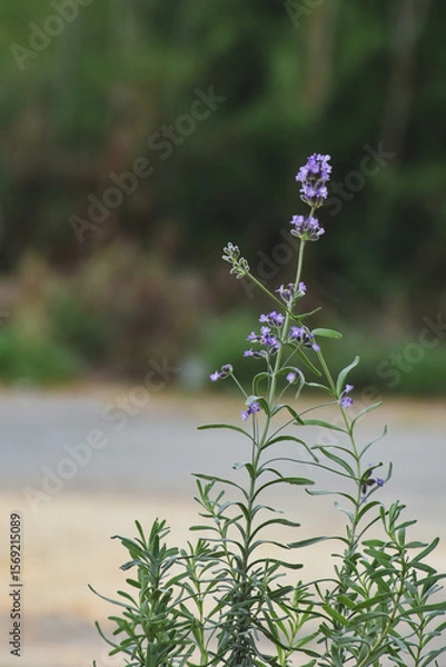 Fototapeta selective focus on lavender leaf on tree in home from using herbal in daily life
