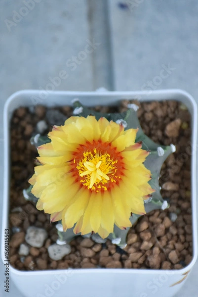 Fototapeta Little cactus on small pot, plant for decoration. Beautiful blooming cactus, selective focus blurred green nature background. Hobby during work from home concept.

