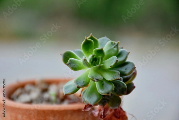 Fototapeta Little cactus on small pot, plant for decoration. Beautiful blooming cactus, selective focus blurred green nature background. Hobby during work from home concept.
