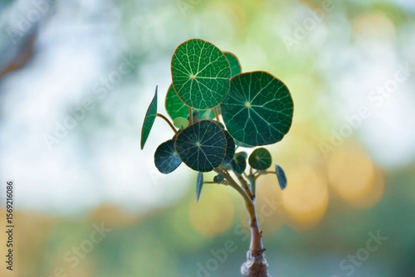 Fototapeta Stephania erecta Craib in a pot with natural light. Natural background and wallpaper. Soft focus, Select focus.

