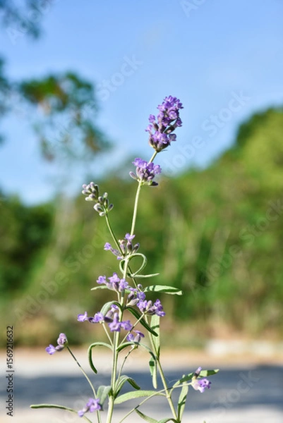 Fototapeta selective focus on lavender leaf on tree in home from using herbal in daily life
