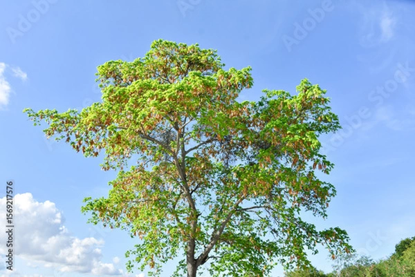 Fototapeta Sunny blue sky with soft clouds and bright sun against green trees foreground
