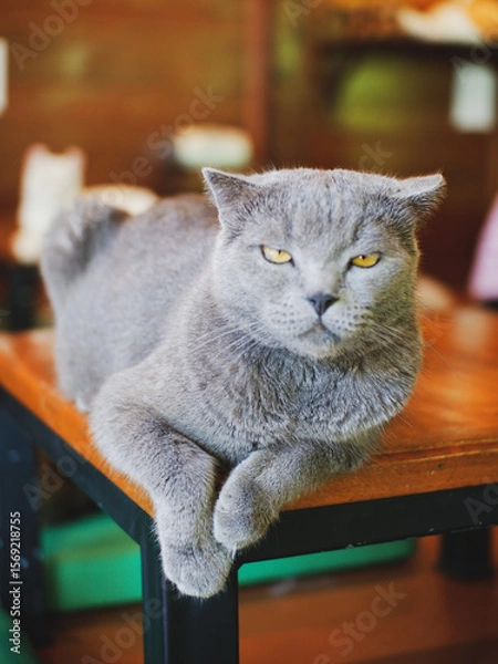 Fototapeta blurred cat in cafe vintage style