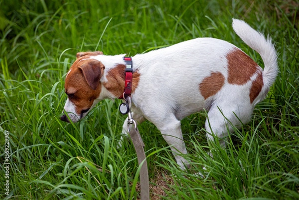 Obraz cleaning up feces in the park after your pet dog