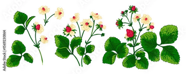 Obraz Strawberry berries vector color line. Summer flowers and berries. Harvest, farm products.	