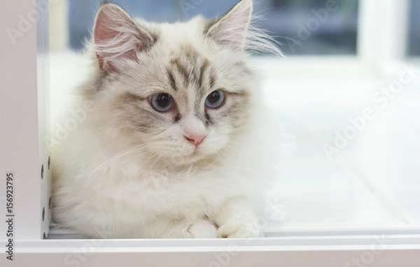 Fototapeta Cute Persian Munchkin cat in white and grey color and blue eyes.