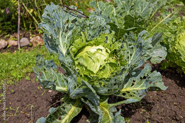 Fototapeta Cabbage eaten by caterpillars in the garden, close-up. Damaged cabbage leaves in holes