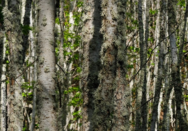 Fototapeta Field with many birch trees with selective focus