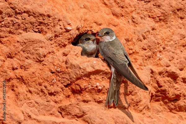 Fototapeta Sand martin