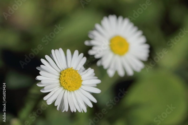 Fototapeta Gänseblümchen