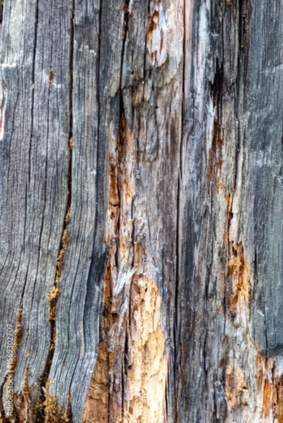 Fototapeta Detailed image focusing on the intricate textures of aged tree bark adorned with moss, showcasing the beauty of natural patterns and organic details.