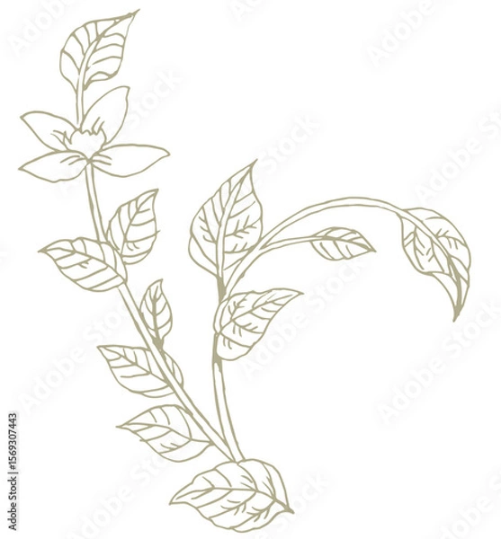 Obraz 花のスケッチ素材。ベクターイラスト素材。