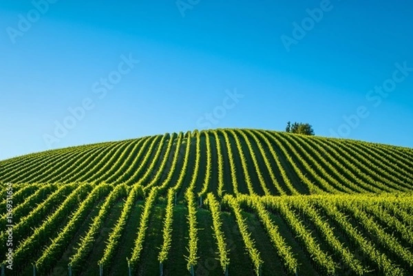 Fototapeta Hillside Vineyard on a Clear Summer Day