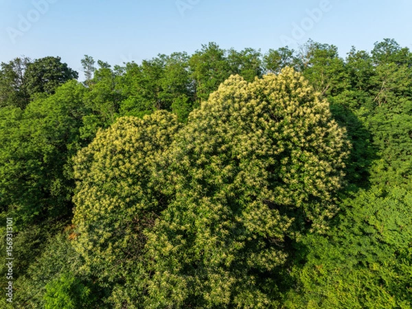 Obraz Aerial view of the Sweet Chestnut Tree in Bloom (Castanea sativa)