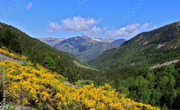Obraz alpine meadow with yellow flowers