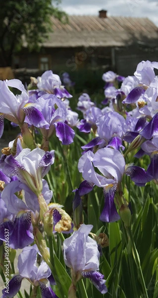 Fototapeta Purple irises bloom vibrantly in a sunny garden setting during springtime