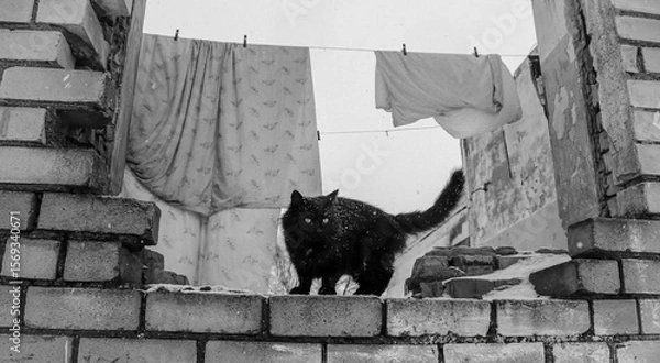 Fototapeta Stray cat explores the remnants of a forgotten building during a snowy winter day