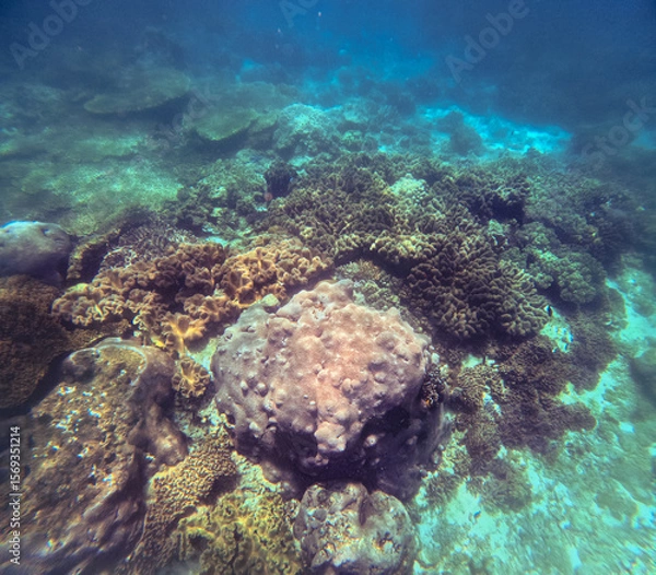 Fototapeta Underwater scene of a vibrant coral reef in a clear blue water off the coast of Apo Island in Dauin Negros Oriental, Philippines