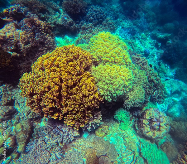 Fototapeta Colorful Porites furcata or finger coral formations within a vibrant underwater ecosystem at a diving spot in Apo Island in Dauin Negros Oriental, Philippines