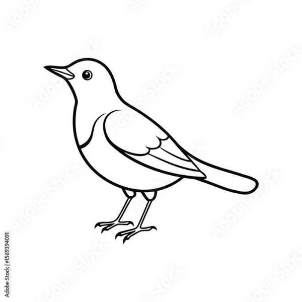 Fototapeta A dipper bird line art vector illustration.