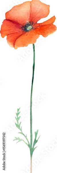 Fototapeta Vector watercolor painted poppy flower. Hand drawn design element isolated on white background.