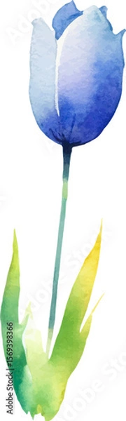 Fototapeta Vector watercolor painted tulip flower. Hand drawn design element isolated on white background.