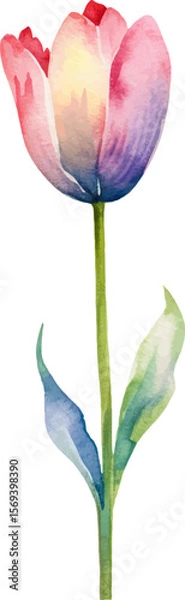 Fototapeta Vector watercolor painted tulip flower. Hand drawn design element isolated on white background.