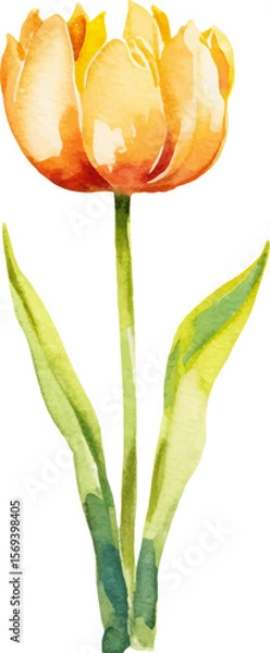 Fototapeta Vector watercolor painted tulip flower. Hand drawn design element isolated on white background.