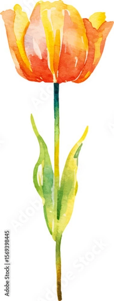 Fototapeta Vector watercolor painted tulip flower. Hand drawn design element isolated on white background.