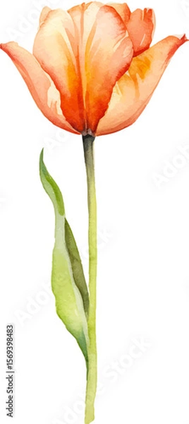 Fototapeta Vector watercolor painted tulip flower. Hand drawn design element isolated on white background.