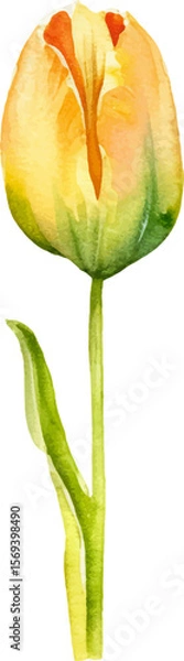 Fototapeta Vector watercolor painted tulip flower. Hand drawn design element isolated on white background.